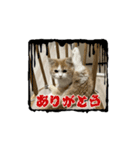 トムくんのらいんスタンプ（個別スタンプ：7）