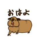 ロシアンスモークモルモット（個別スタンプ：1）