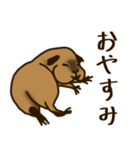 ロシアンスモークモルモット（個別スタンプ：2）