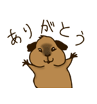 ロシアンスモークモルモット（個別スタンプ：3）
