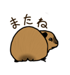 ロシアンスモークモルモット（個別スタンプ：6）