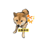 たけしまるの日常（個別スタンプ：3）