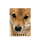 たけしまるの日常（個別スタンプ：6）