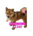 たけしまるの日常（個別スタンプ：8）
