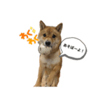 たけしまるの日常（個別スタンプ：12）