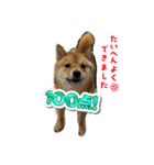 たけしまるの日常（個別スタンプ：14）