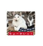 おかゆ＆ピッコロ（個別スタンプ：3）