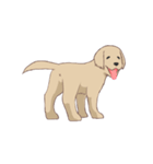 PATA-PATA Retriever（個別スタンプ：3）
