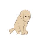 PATA-PATA Retriever（個別スタンプ：15）
