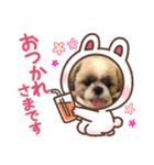 愛犬スタンプマイドッグ（個別スタンプ：1）
