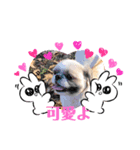 愛犬スタンプマイドッグ（個別スタンプ：3）
