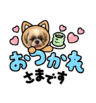 愛犬スタンプマイドッグ（個別スタンプ：5）