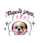 愛犬スタンプマイドッグ（個別スタンプ：6）