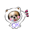 愛犬スタンプマイドッグ（個別スタンプ：8）