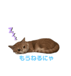 2匹合わせて、ハクチュンだにゃ！（個別スタンプ：4）
