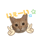 2匹合わせて、ハクチュンだにゃ！（個別スタンプ：7）