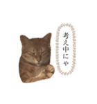 2匹合わせて、ハクチュンだにゃ！（個別スタンプ：8）