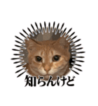 2匹合わせて、ハクチュンだにゃ！（個別スタンプ：9）