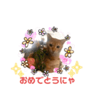 2匹合わせて、ハクチュンだにゃ！（個別スタンプ：13）