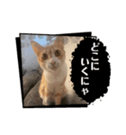 2匹合わせて、ハクチュンだにゃ！（個別スタンプ：14）
