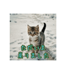 礼儀正しい猫のご挨拶（個別スタンプ：9）
