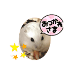 しらたまくん(ハムスター)のスタンプ（個別スタンプ：1）