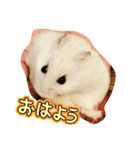 しらたまくん(ハムスター)のスタンプ（個別スタンプ：2）