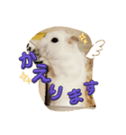 しらたまくん(ハムスター)のスタンプ（個別スタンプ：4）