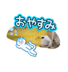 しらたまくん(ハムスター)のスタンプ（個別スタンプ：5）