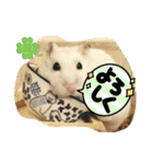 しらたまくん(ハムスター)のスタンプ（個別スタンプ：8）