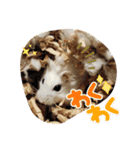 しらたまくん(ハムスター)のスタンプ（個別スタンプ：10）