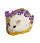 しらたまくん(ハムスター)のスタンプ（個別スタンプ：12）