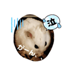 しらたまくん(ハムスター)のスタンプ（個別スタンプ：17）