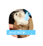 しらたまくん(ハムスター)のスタンプ（個別スタンプ：18）