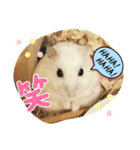 しらたまくん(ハムスター)のスタンプ（個別スタンプ：20）