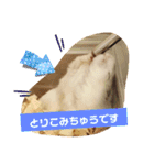 しらたまくん(ハムスター)のスタンプ（個別スタンプ：22）