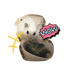 しらたまくん(ハムスター)のスタンプ（個別スタンプ：23）