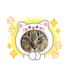 クーちゃん（アニマル）（個別スタンプ：4）