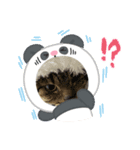 クーちゃん（アニマル）（個別スタンプ：6）