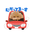 おマルマルスタンプー（個別スタンプ：16）