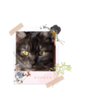 ネコハヨウスタンプ（個別スタンプ：1）