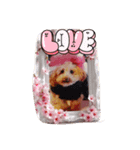 threeAngel（個別スタンプ：3）