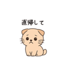 【育児連絡】スコティッシュフォールド（個別スタンプ：3）