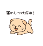 【育児連絡】スコティッシュフォールド（個別スタンプ：16）