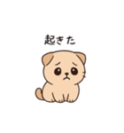 【育児連絡】スコティッシュフォールド（個別スタンプ：21）
