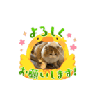 トムのスタンプ 2弾（個別スタンプ：5）