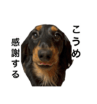 三度の飯よりこうめ（個別スタンプ：1）