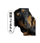 三度の飯よりこうめ（個別スタンプ：14）