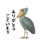 微動だにしないハシビロコウ（個別スタンプ：3）