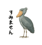 微動だにしないハシビロコウ（個別スタンプ：5）